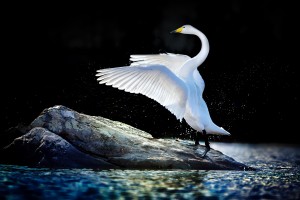 Swan standing with spread wings on a rock in blue-green water